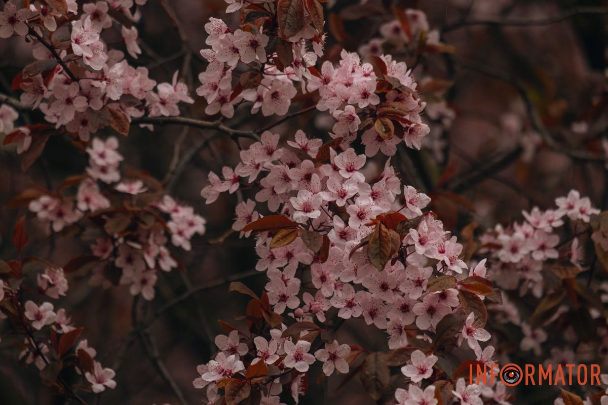 Японская весна в городе: в Днепре расцвели сакуры и декоративные деревья 80