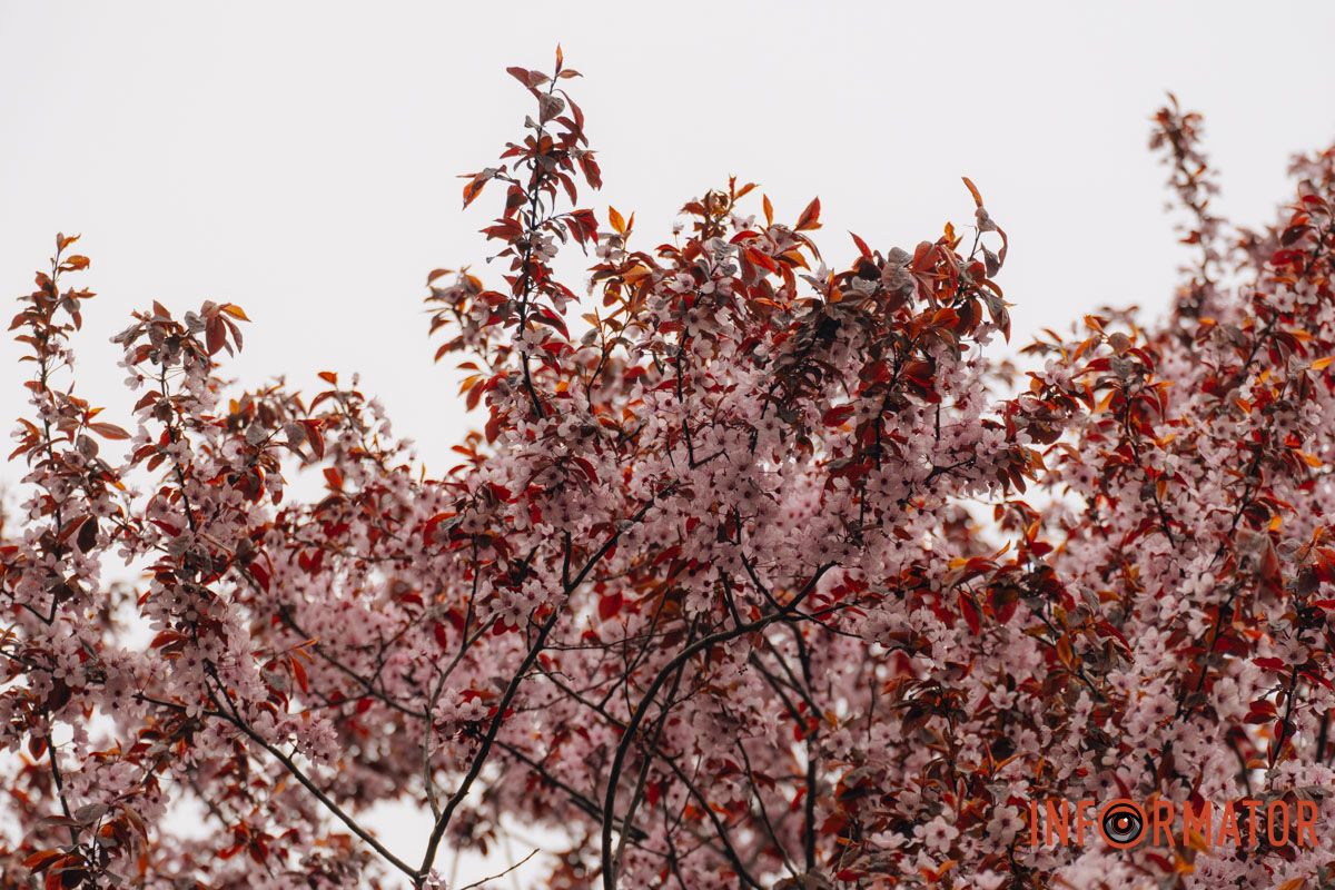 Японская весна в городе: в Днепре расцвели сакуры и декоративные деревья 81