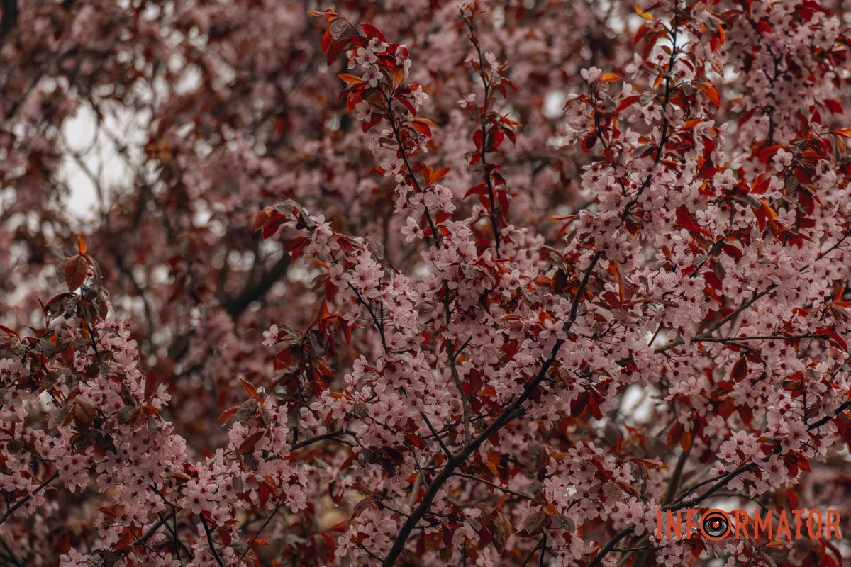 Японская весна в городе: в Днепре расцвели сакуры и декоративные деревья 82