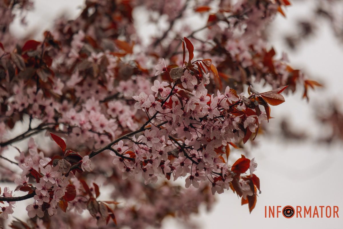 Японская весна в городе: в Днепре расцвели сакуры и декоративные деревья 83