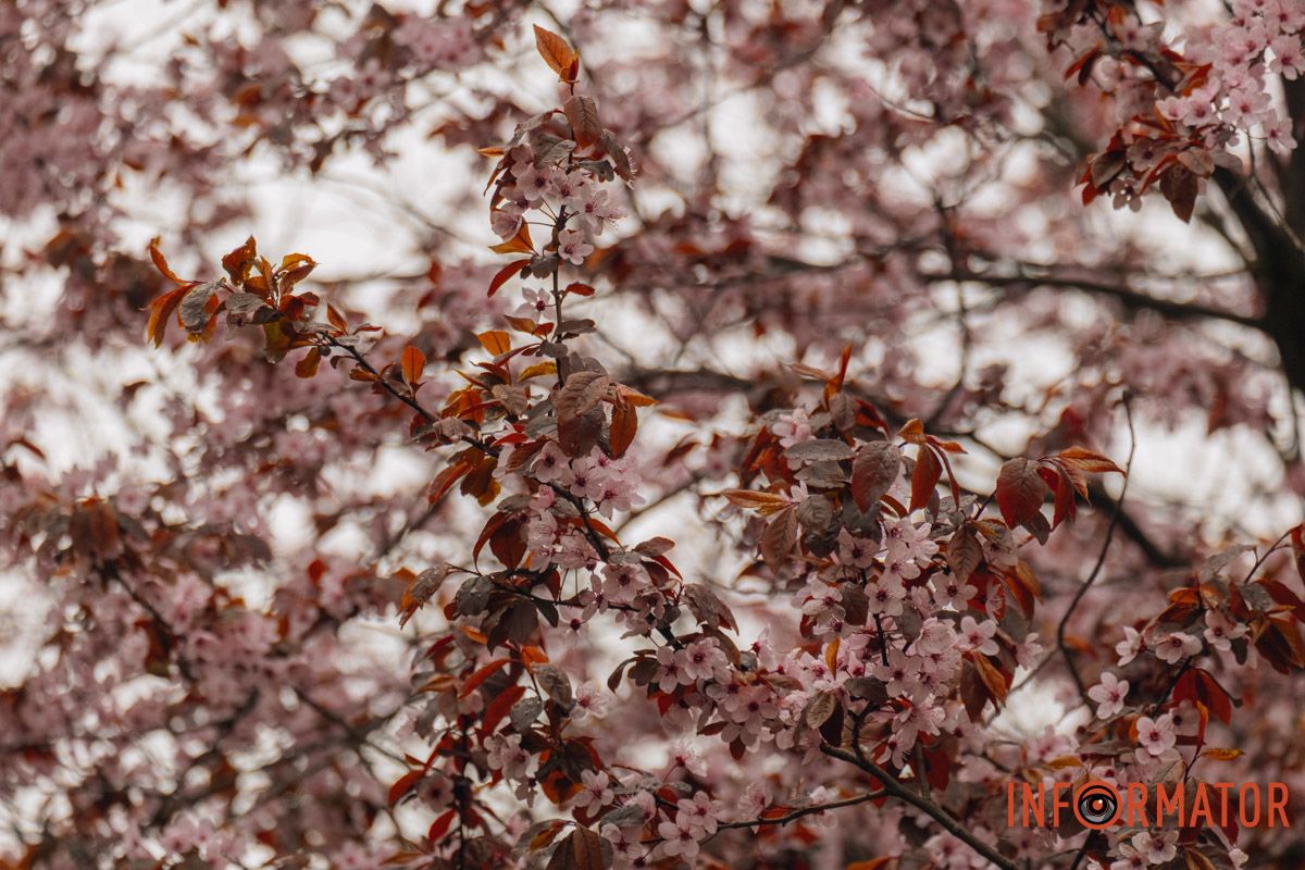 Японская весна в городе: в Днепре расцвели сакуры и декоративные деревья 84
