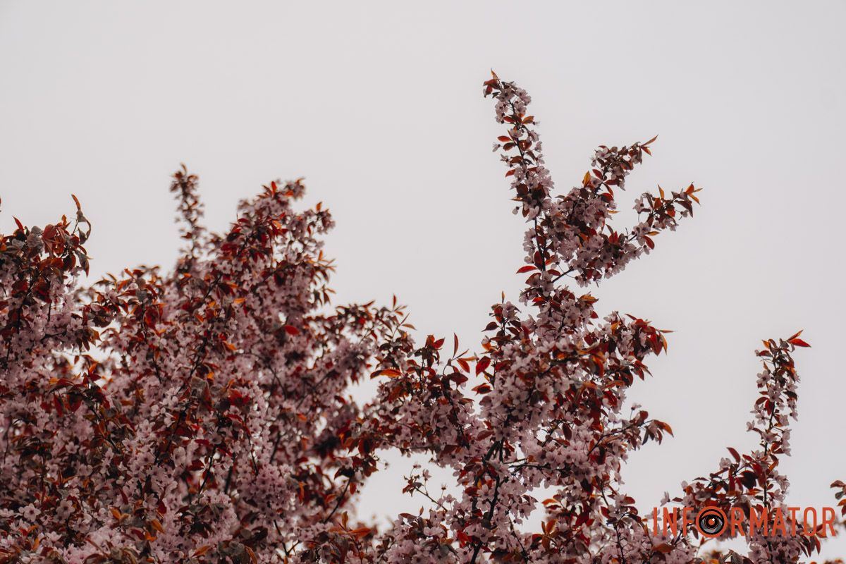 Японская весна в городе: в Днепре расцвели сакуры и декоративные деревья 85