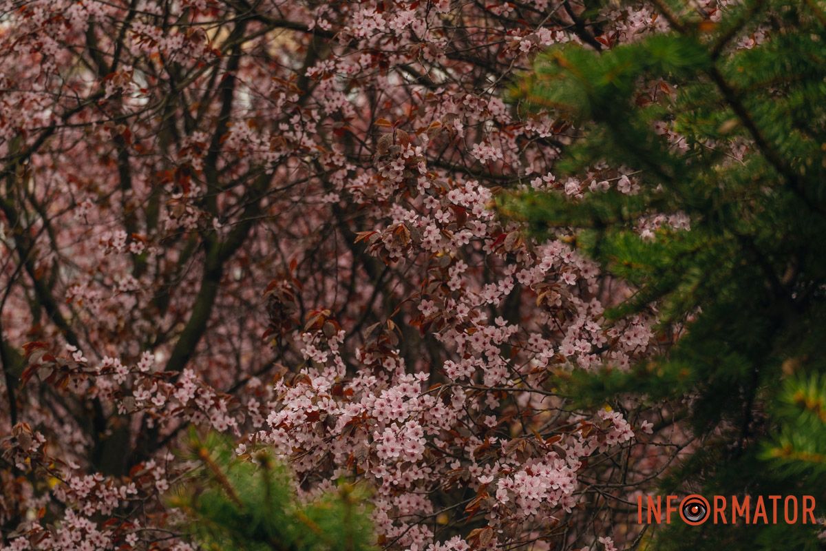 Японская весна в городе: в Днепре расцвели сакуры и декоративные деревья 86