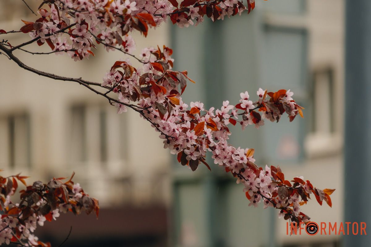 Японская весна в городе: в Днепре расцвели сакуры и декоративные деревья 87