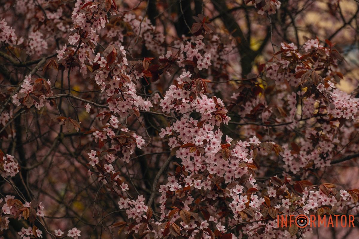 Японская весна в городе: в Днепре расцвели сакуры и декоративные деревья 88