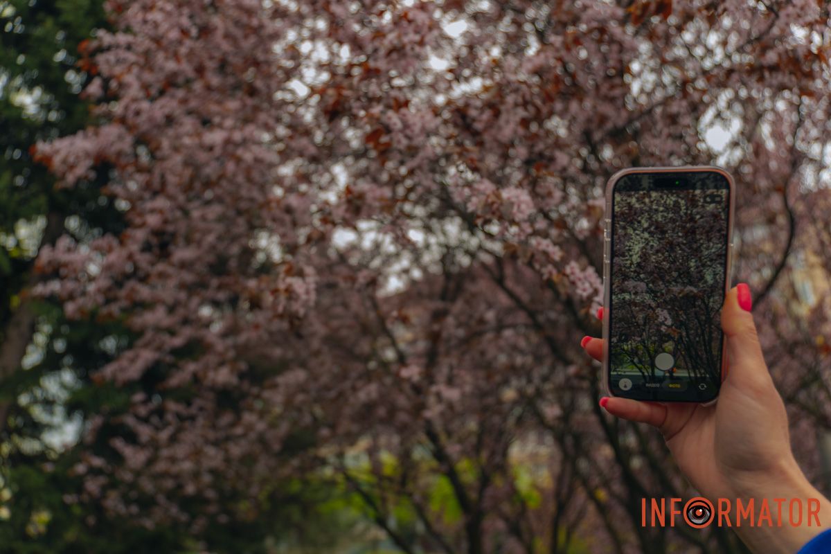 Японская весна в городе: в Днепре расцвели сакуры и декоративные деревья 89