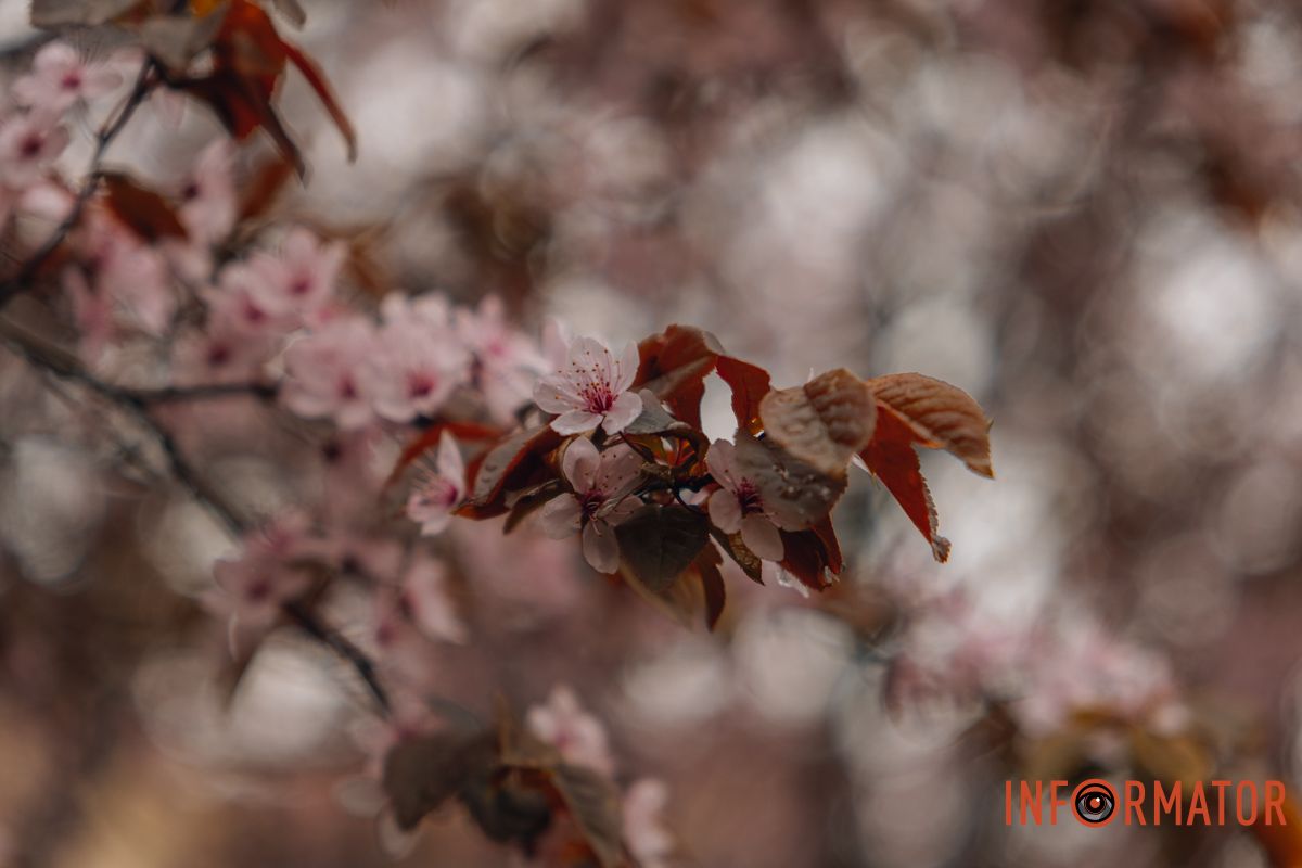 Японская весна в городе: в Днепре расцвели сакуры и декоративные деревья 90