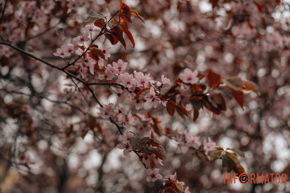 Японская весна в городе: в Днепре расцвели сакуры и декоративные деревья 91