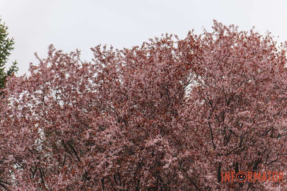 Японская весна в городе: в Днепре расцвели сакуры и декоративные деревья 92
