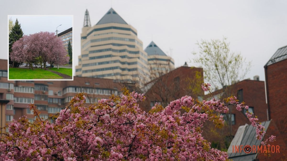 Японская весна в городе: в Днепре расцвели сакуры и декоративные деревья
