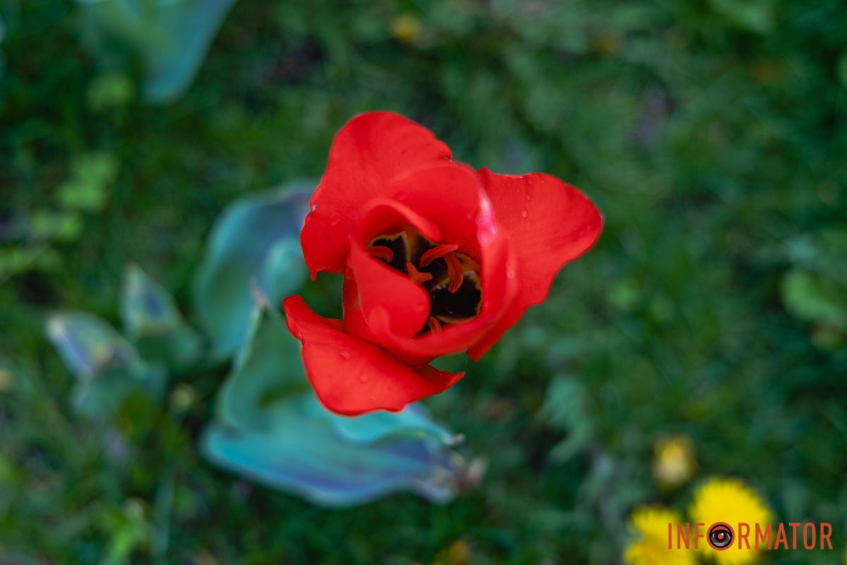 Місто занурилось у весняні фарби: у Дніпрі розквітли тюльпани 1