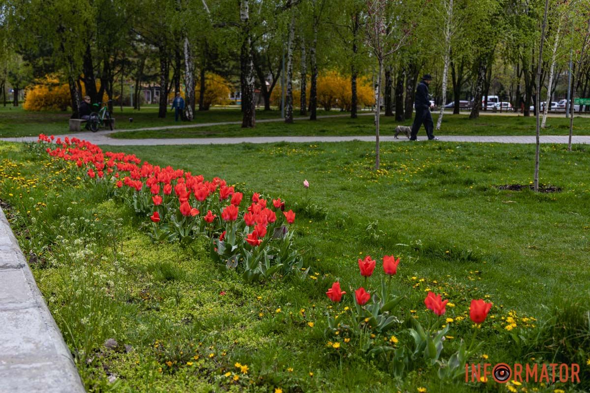 Місто занурилось у весняні фарби: у Дніпрі розквітли тюльпани 2
