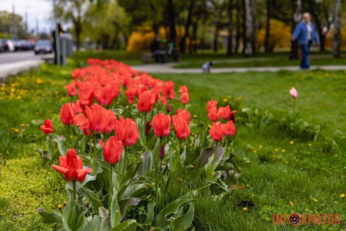 Місто занурилось у весняні фарби: у Дніпрі розквітли тюльпани 3