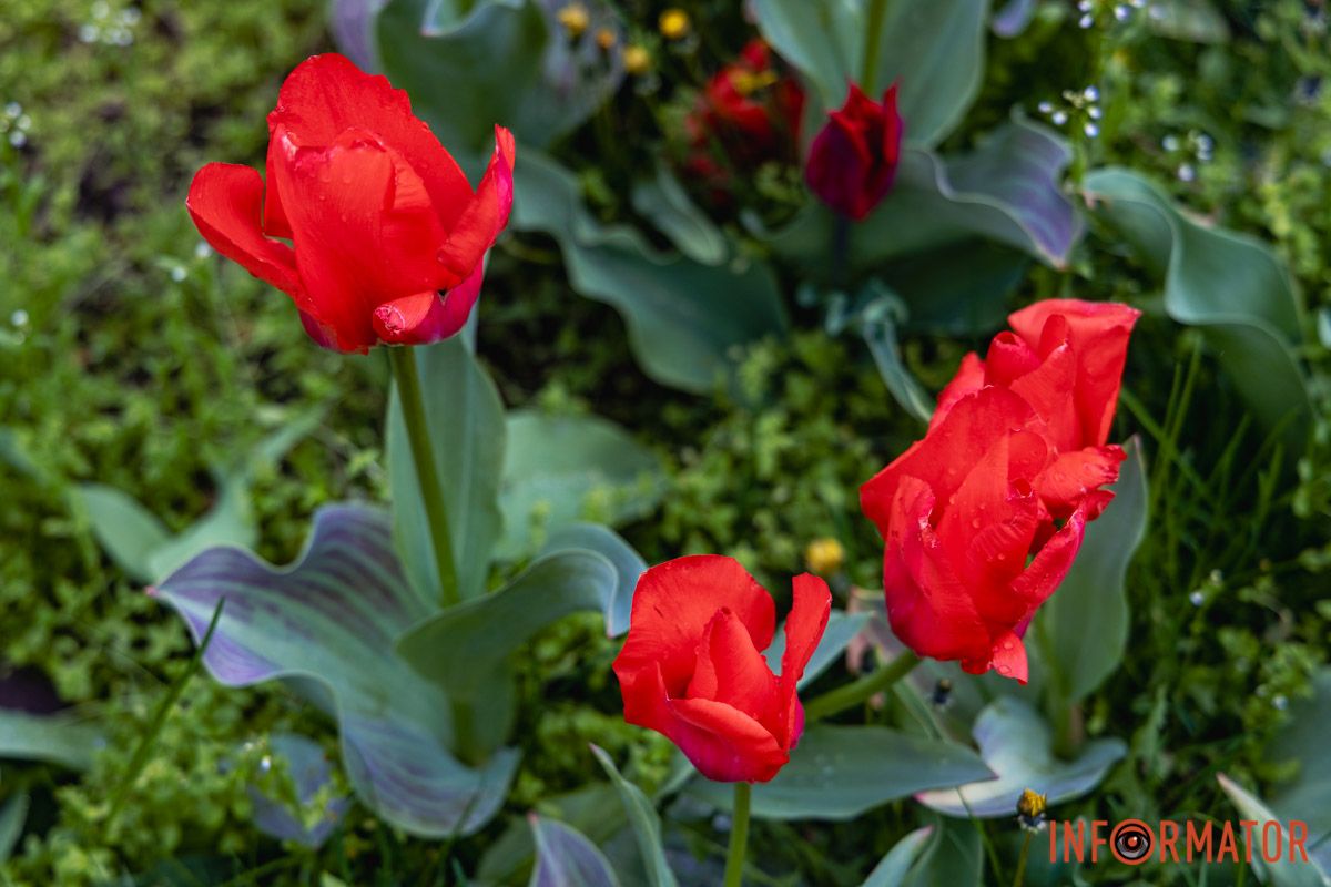Місто занурилось у весняні фарби: у Дніпрі розквітли тюльпани 4