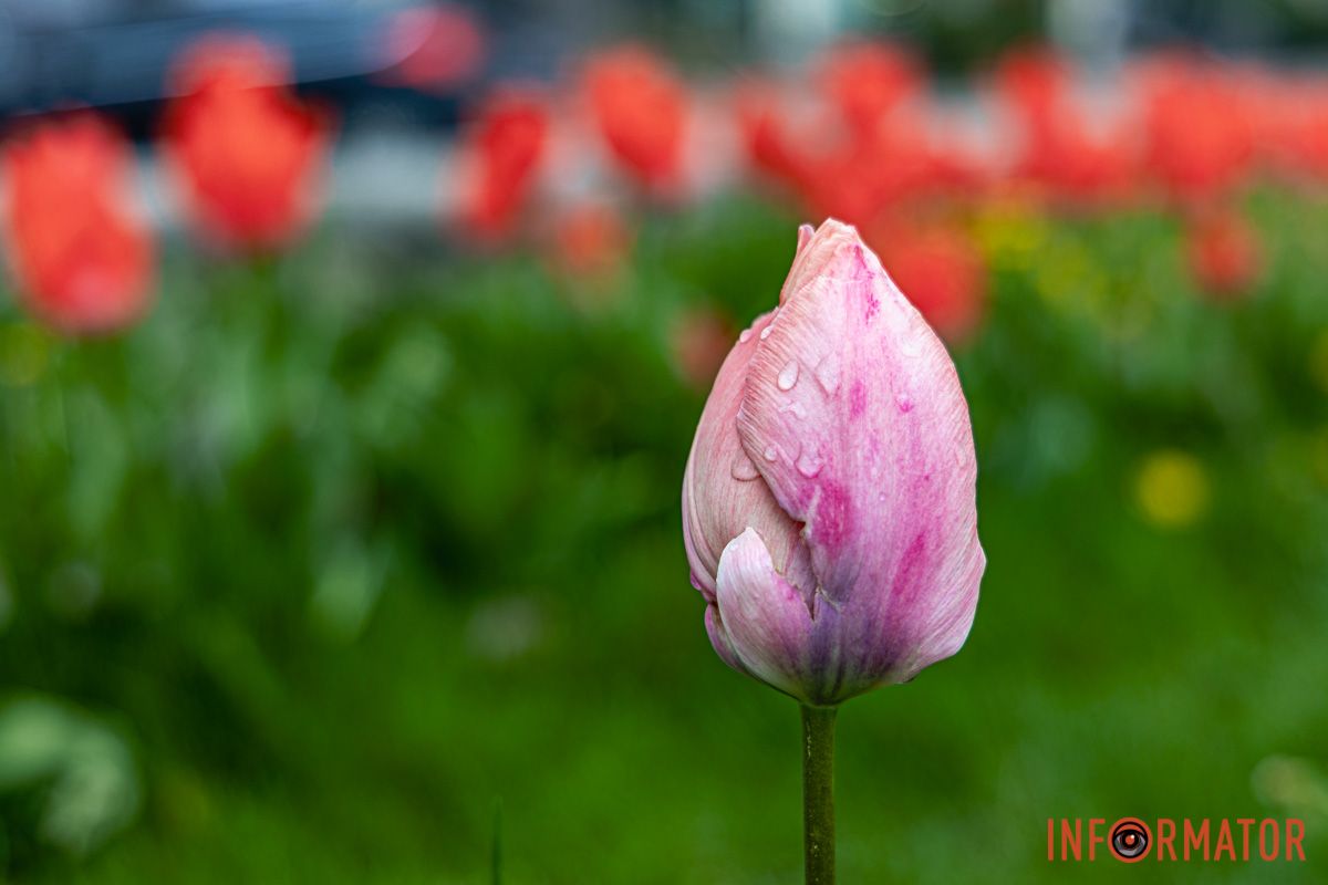 Місто занурилось у весняні фарби: у Дніпрі розквітли тюльпани 5