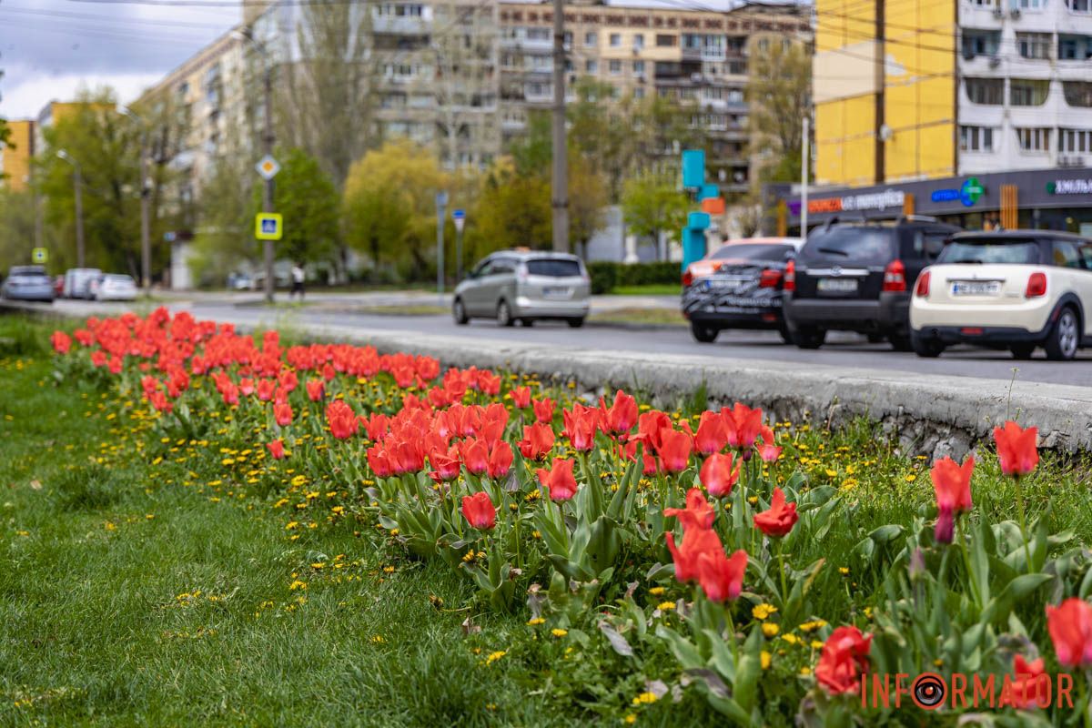 Місто занурилось у весняні фарби: у Дніпрі розквітли тюльпани 6