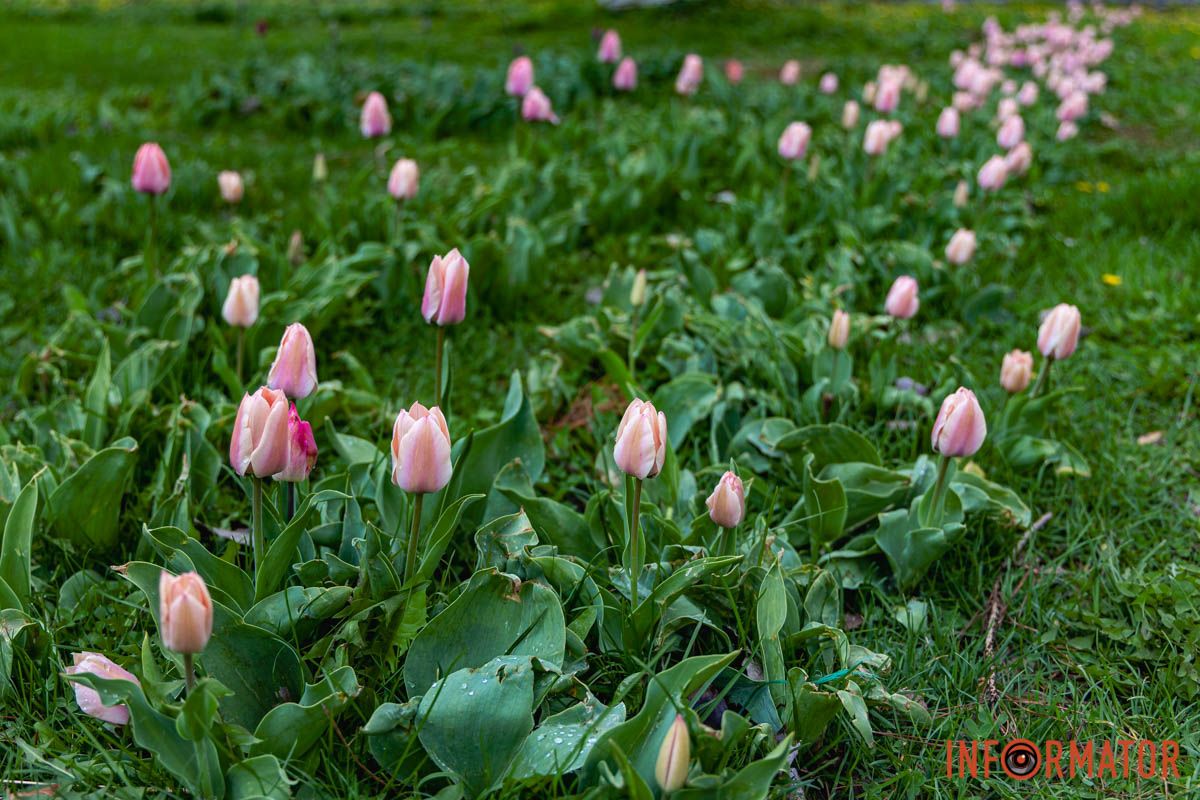 Місто занурилось у весняні фарби: у Дніпрі розквітли тюльпани 8