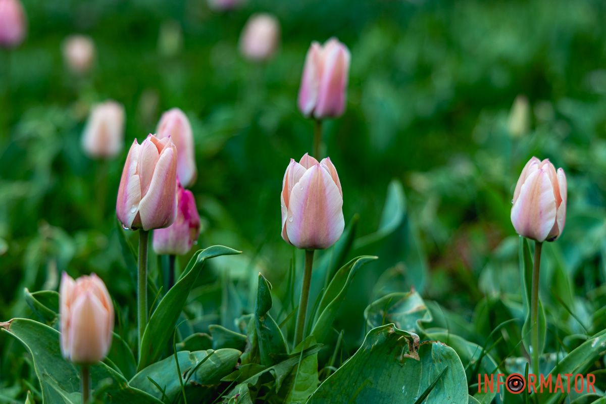 Місто занурилось у весняні фарби: у Дніпрі розквітли тюльпани 9