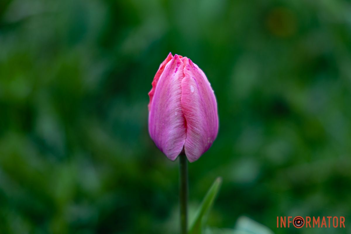 Місто занурилось у весняні фарби: у Дніпрі розквітли тюльпани 10