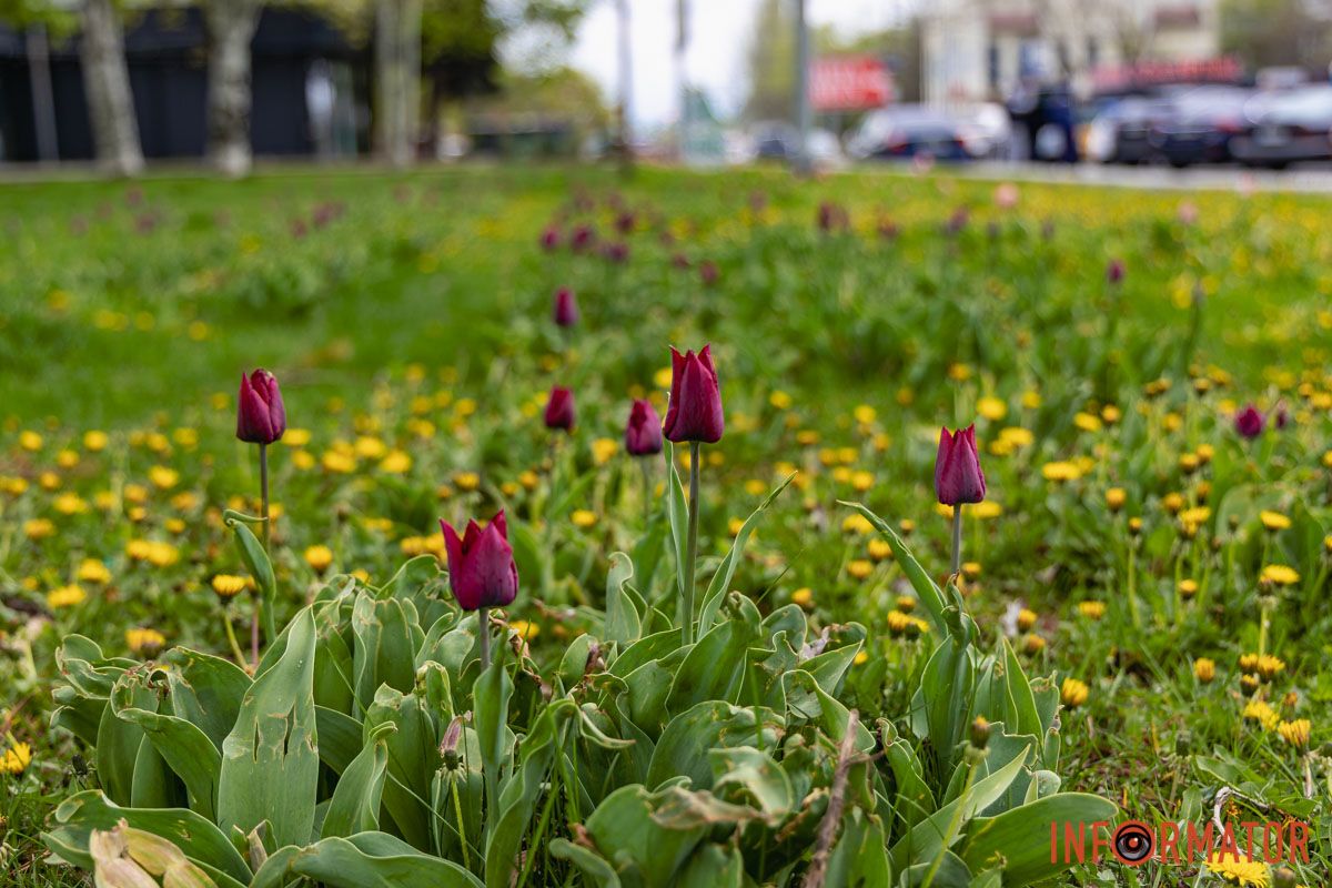 Місто занурилось у весняні фарби: у Дніпрі розквітли тюльпани 11