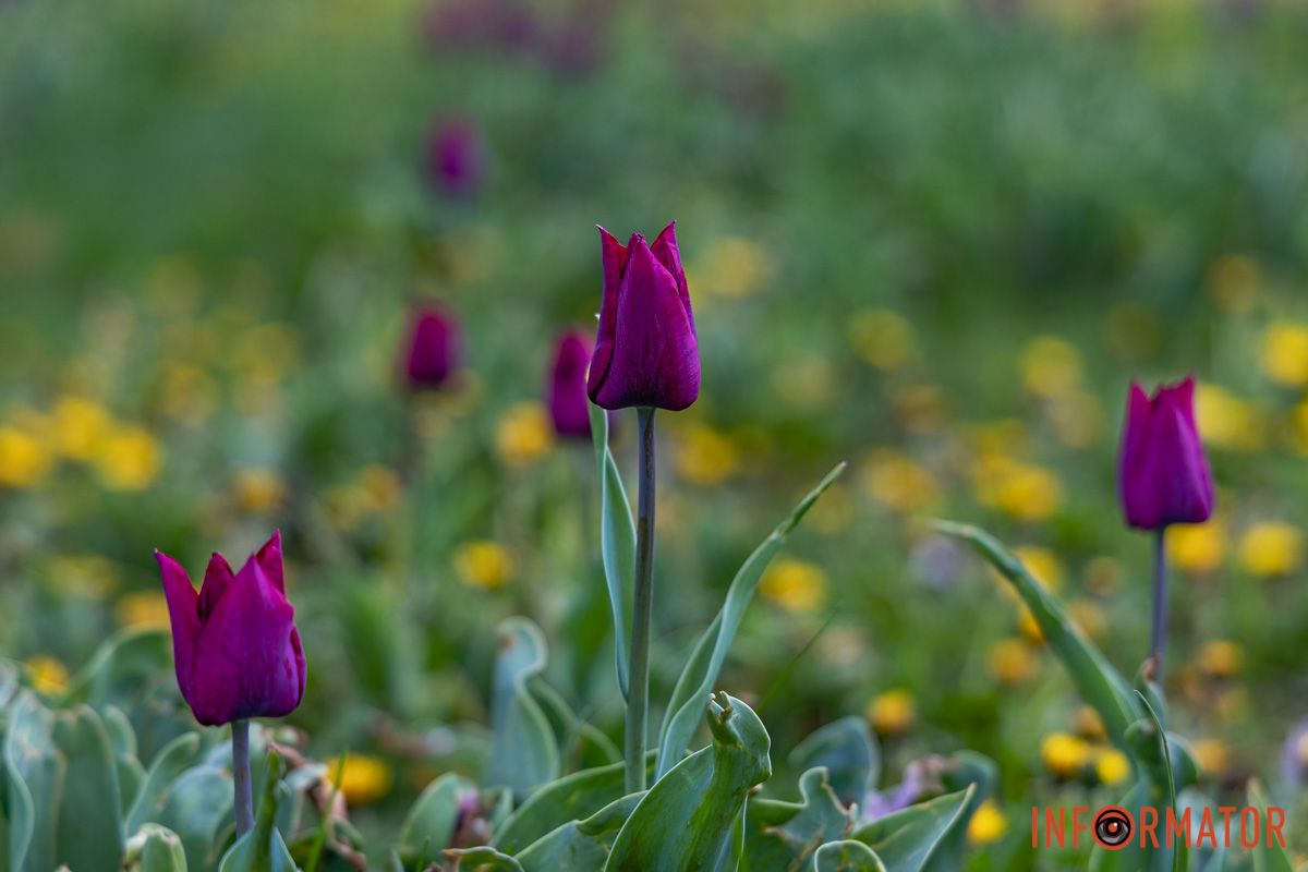Місто занурилось у весняні фарби: у Дніпрі розквітли тюльпани 13
