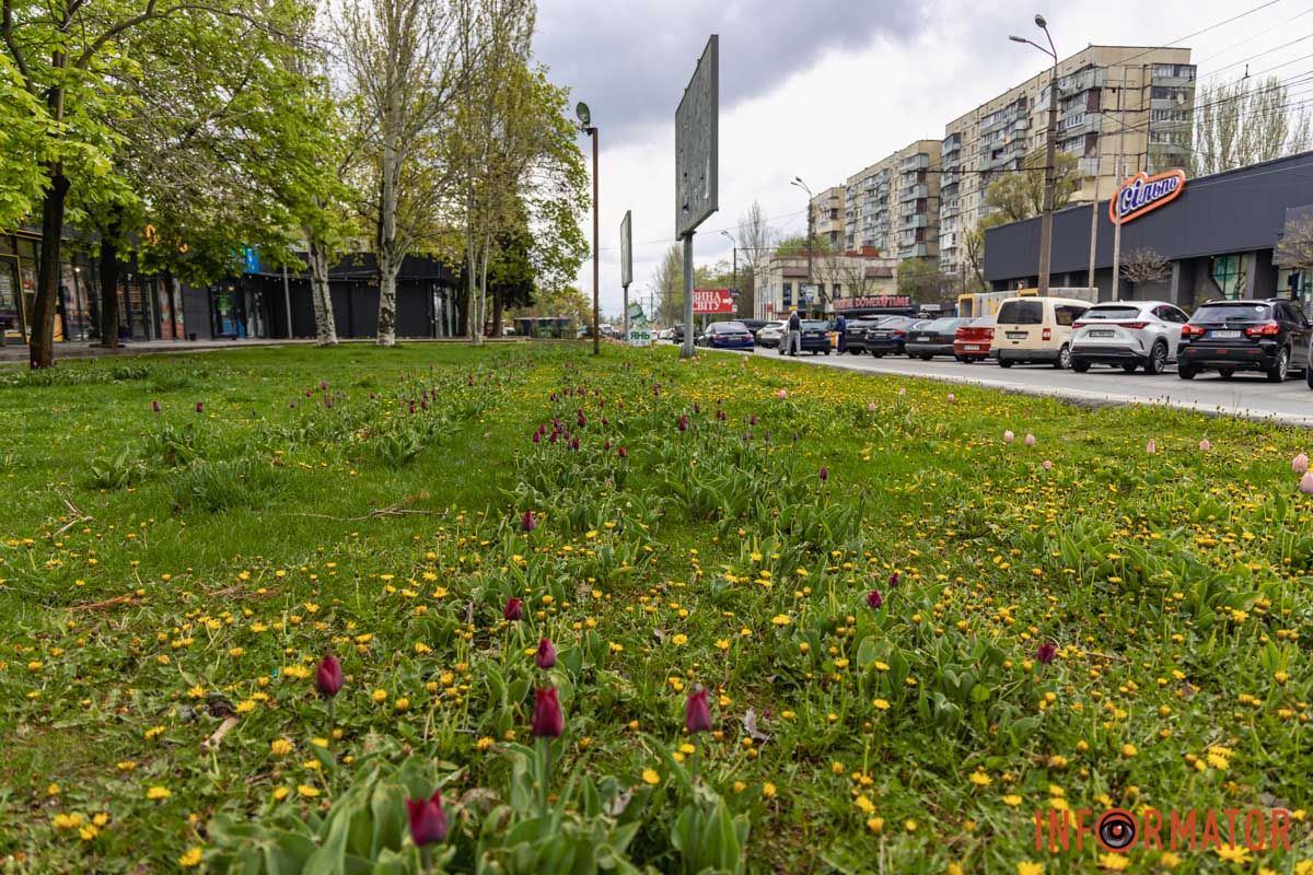 Місто занурилось у весняні фарби: у Дніпрі розквітли тюльпани 12