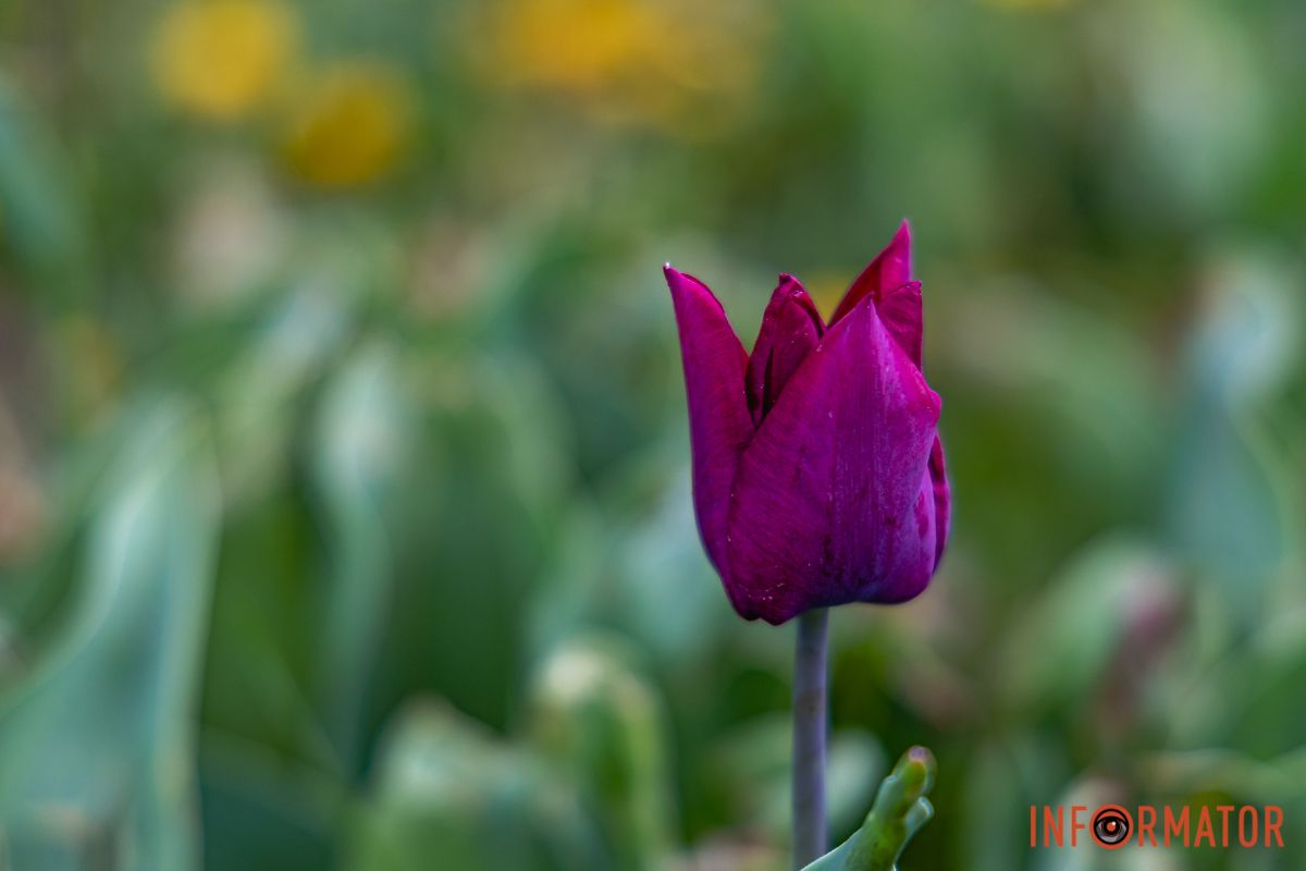 Місто занурилось у весняні фарби: у Дніпрі розквітли тюльпани 14