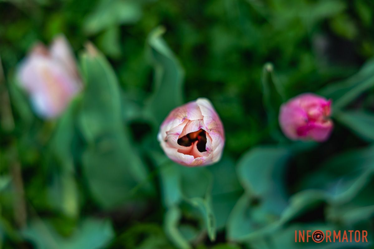Місто занурилось у весняні фарби: у Дніпрі розквітли тюльпани 15
