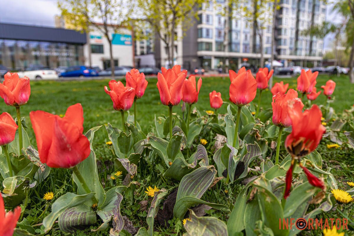Місто занурилось у весняні фарби: у Дніпрі розквітли тюльпани 16