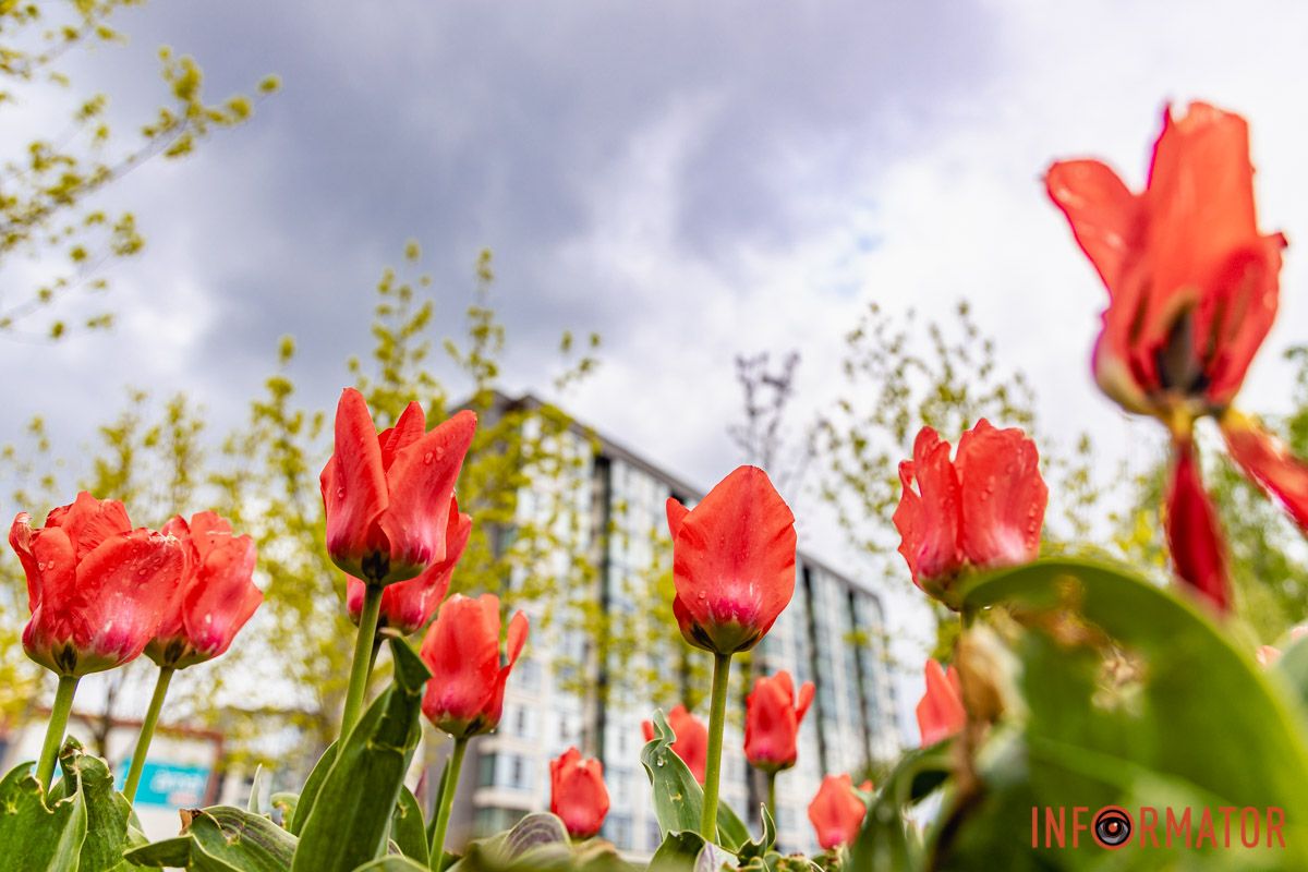 Місто занурилось у весняні фарби: у Дніпрі розквітли тюльпани 17