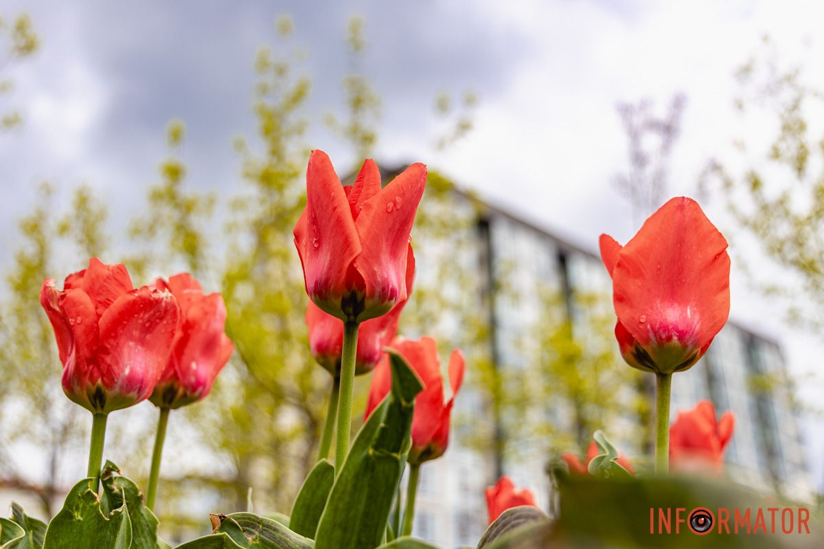 Місто занурилось у весняні фарби: у Дніпрі розквітли тюльпани 18