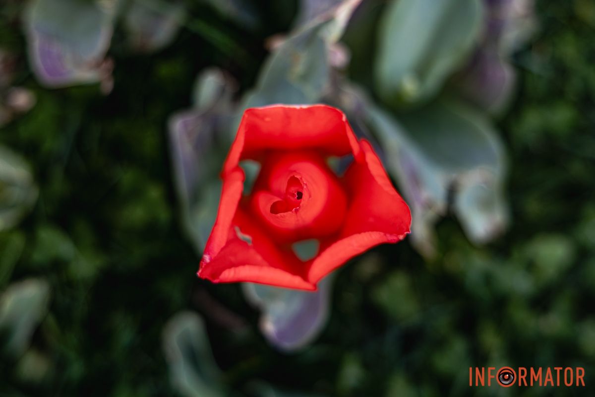 Місто занурилось у весняні фарби: у Дніпрі розквітли тюльпани 19