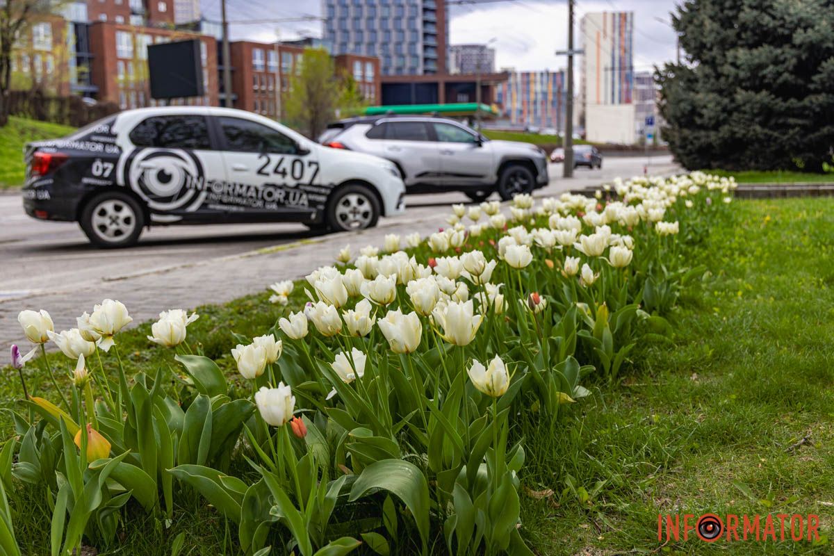 Місто занурилось у весняні фарби: у Дніпрі розквітли тюльпани 22