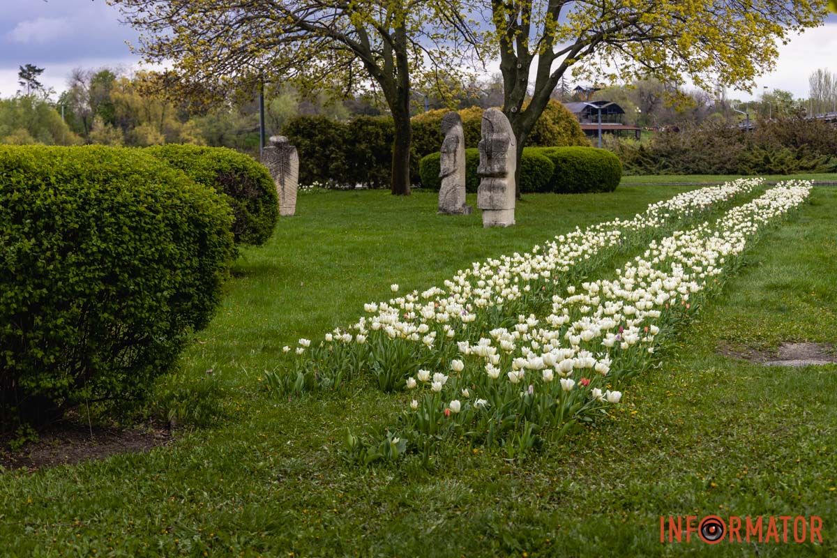 Місто занурилось у весняні фарби: у Дніпрі розквітли тюльпани 24