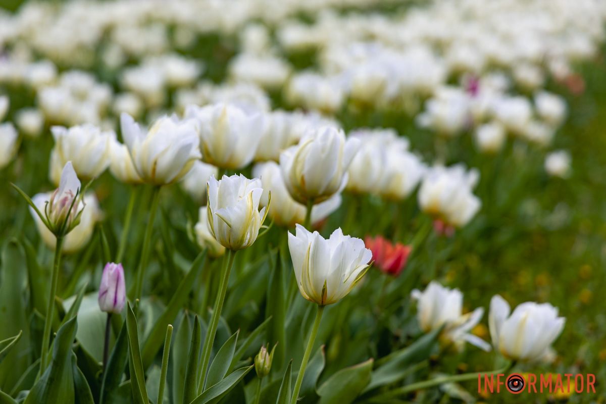 Місто занурилось у весняні фарби: у Дніпрі розквітли тюльпани 23