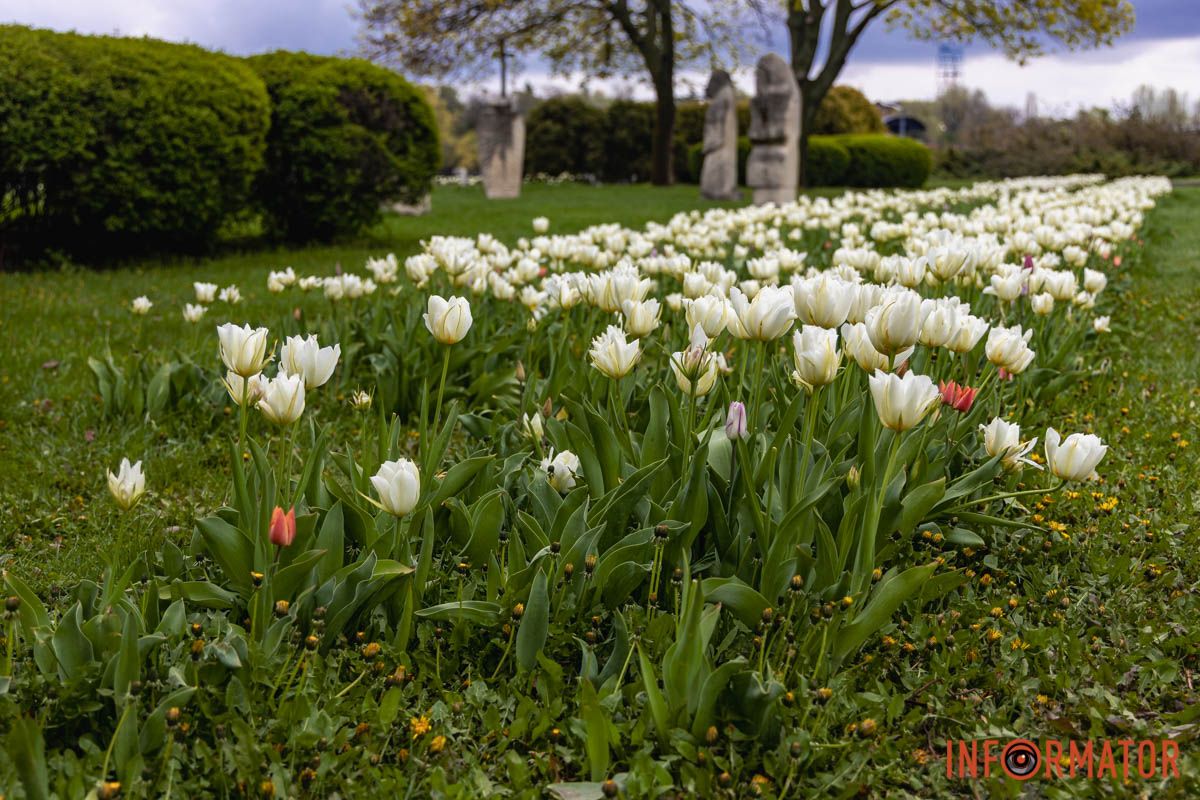 Місто занурилось у весняні фарби: у Дніпрі розквітли тюльпани 26