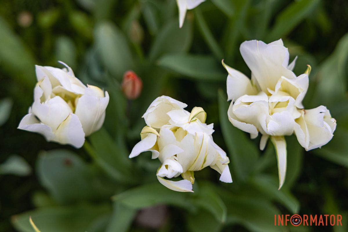 Місто занурилось у весняні фарби: у Дніпрі розквітли тюльпани 25