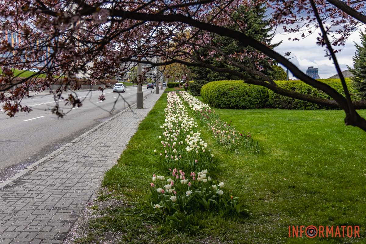 Місто занурилось у весняні фарби: у Дніпрі розквітли тюльпани 27