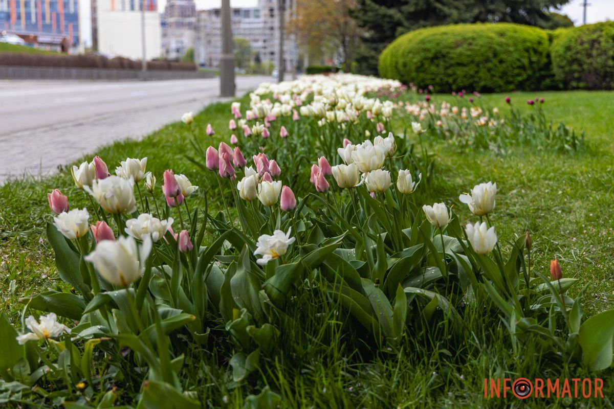 Місто занурилось у весняні фарби: у Дніпрі розквітли тюльпани 29