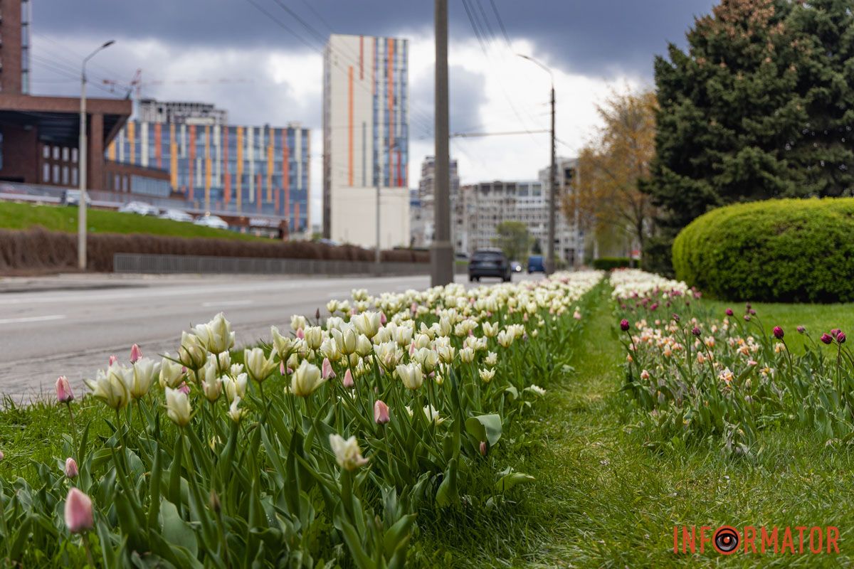 Місто занурилось у весняні фарби: у Дніпрі розквітли тюльпани 31