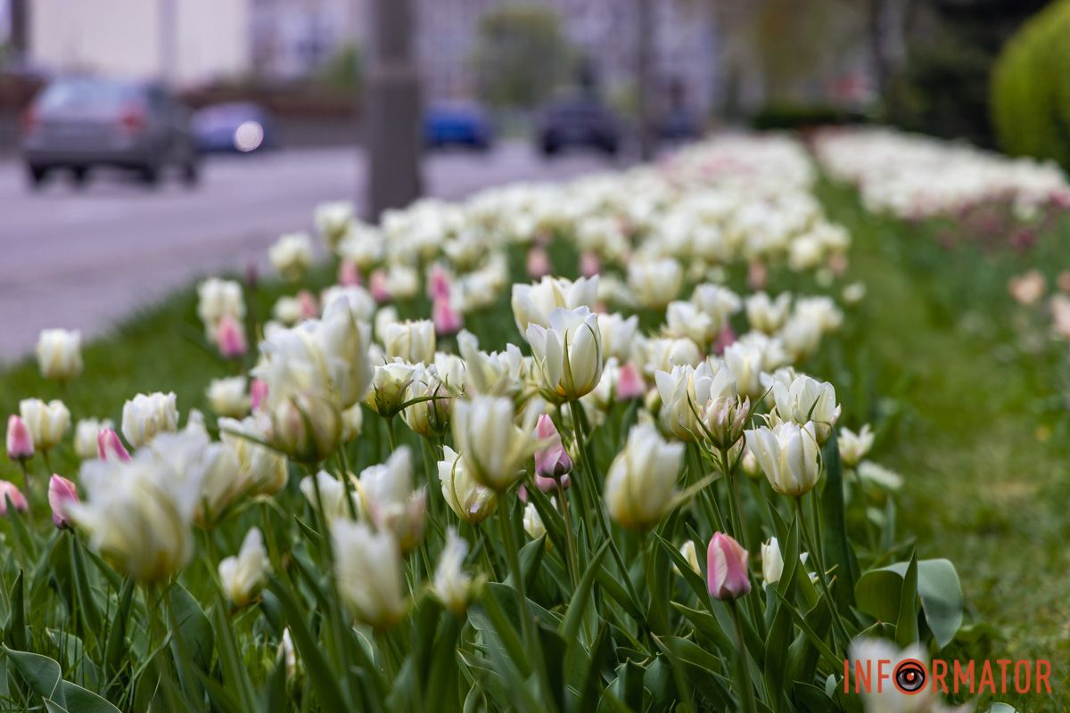 Місто занурилось у весняні фарби: у Дніпрі розквітли тюльпани 32