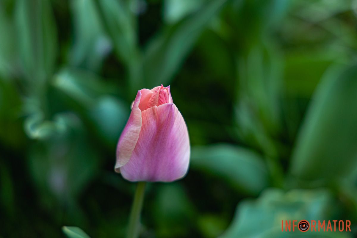 Місто занурилось у весняні фарби: у Дніпрі розквітли тюльпани 33