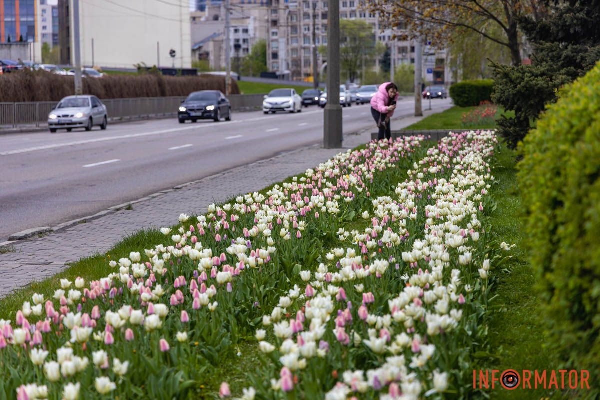 Місто занурилось у весняні фарби: у Дніпрі розквітли тюльпани 34