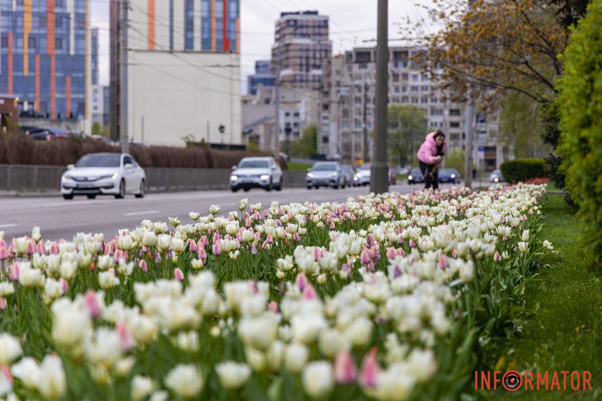 Місто занурилось у весняні фарби: у Дніпрі розквітли тюльпани 35