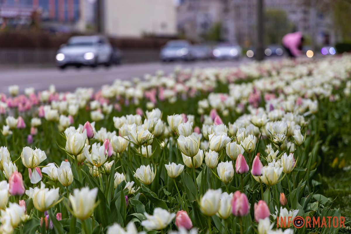 Місто занурилось у весняні фарби: у Дніпрі розквітли тюльпани 36