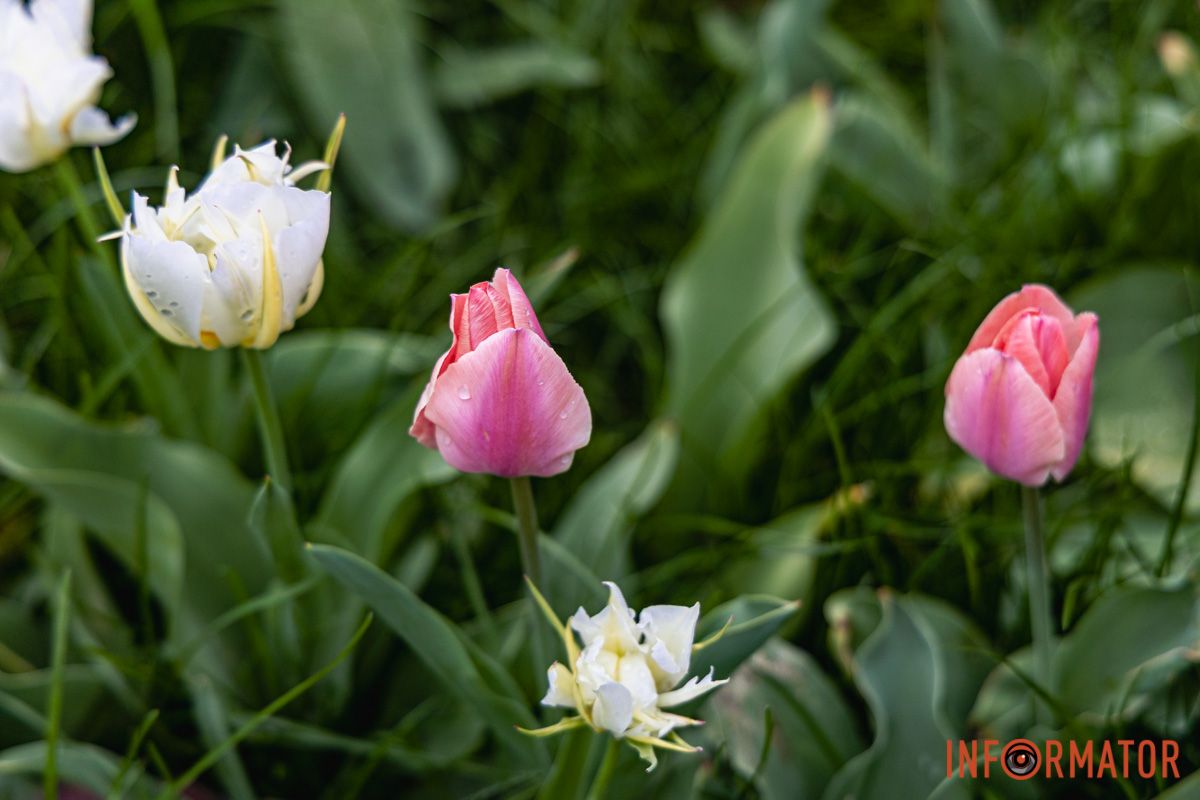 Місто занурилось у весняні фарби: у Дніпрі розквітли тюльпани 37