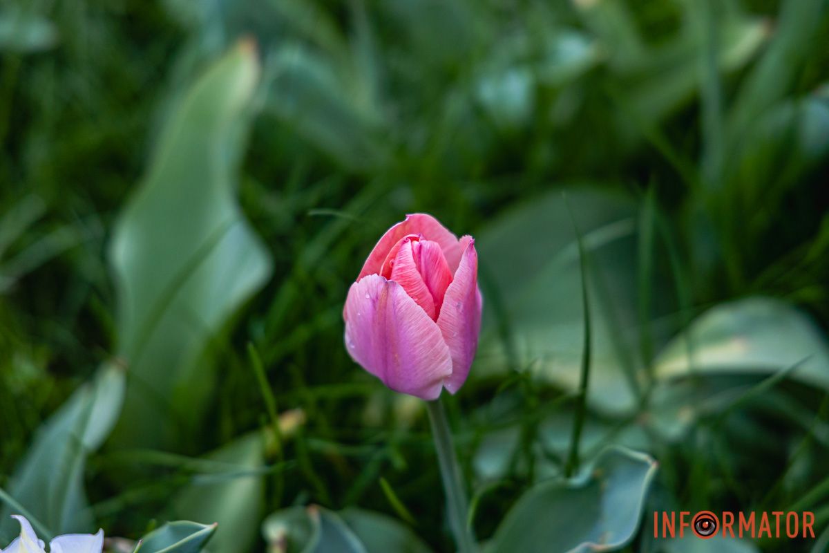 Місто занурилось у весняні фарби: у Дніпрі розквітли тюльпани 39
