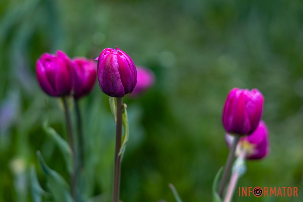 Місто занурилось у весняні фарби: у Дніпрі розквітли тюльпани 38