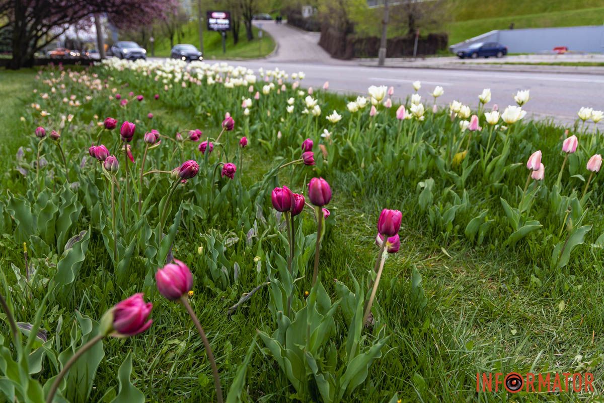 Місто занурилось у весняні фарби: у Дніпрі розквітли тюльпани 40