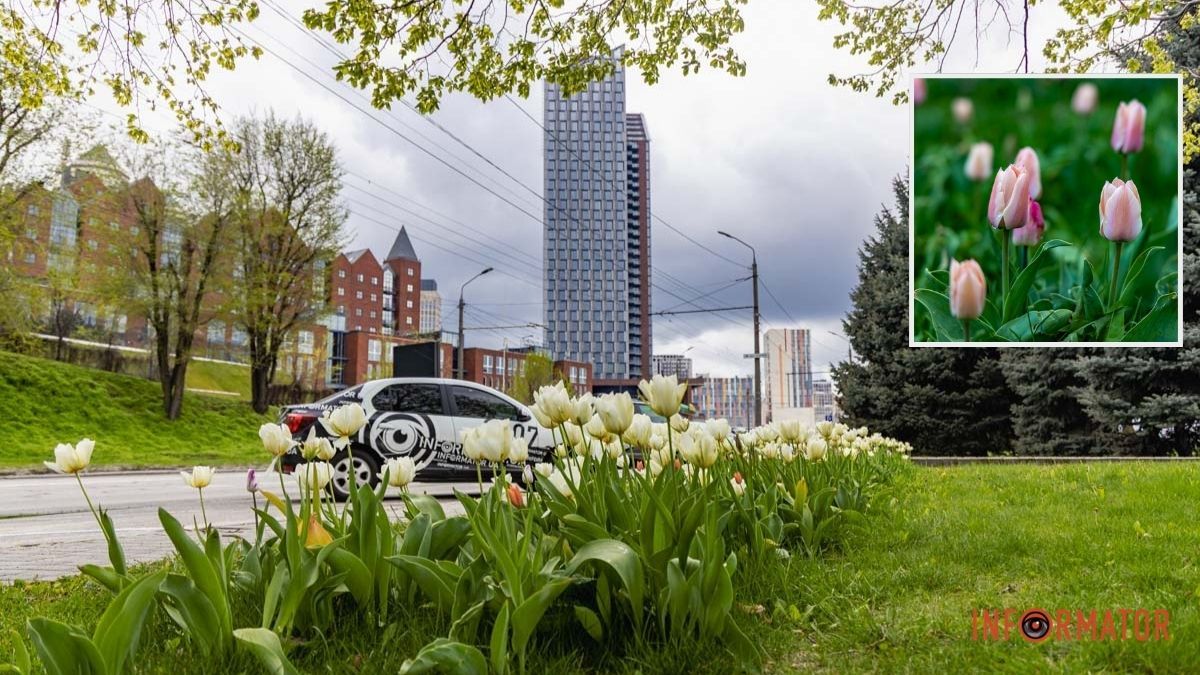 Місто занурилось у весняні фарби: у Дніпрі розквітли тюльпани